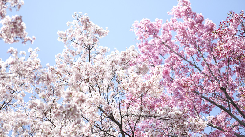 新宿御苑の桜が満開 3 27から臨時閉園中である新宿御苑の桜動画 Youtube が公開中