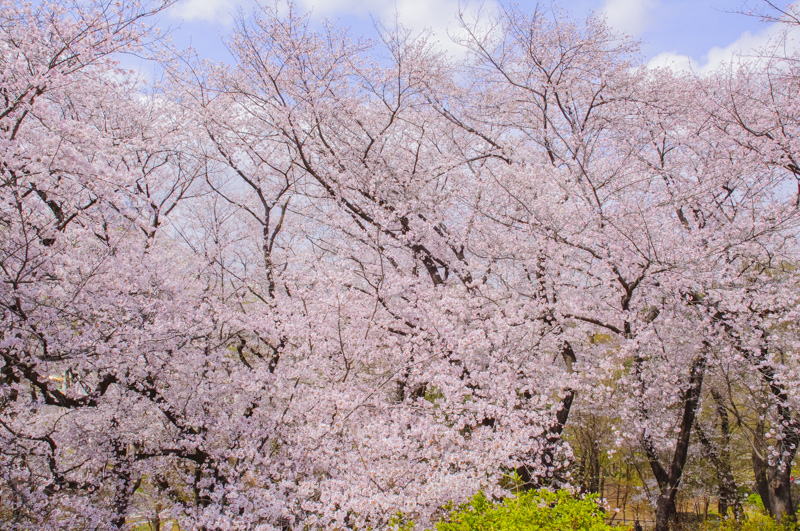 【早稲田周辺のレジャー】桜の名所「戸山公園」